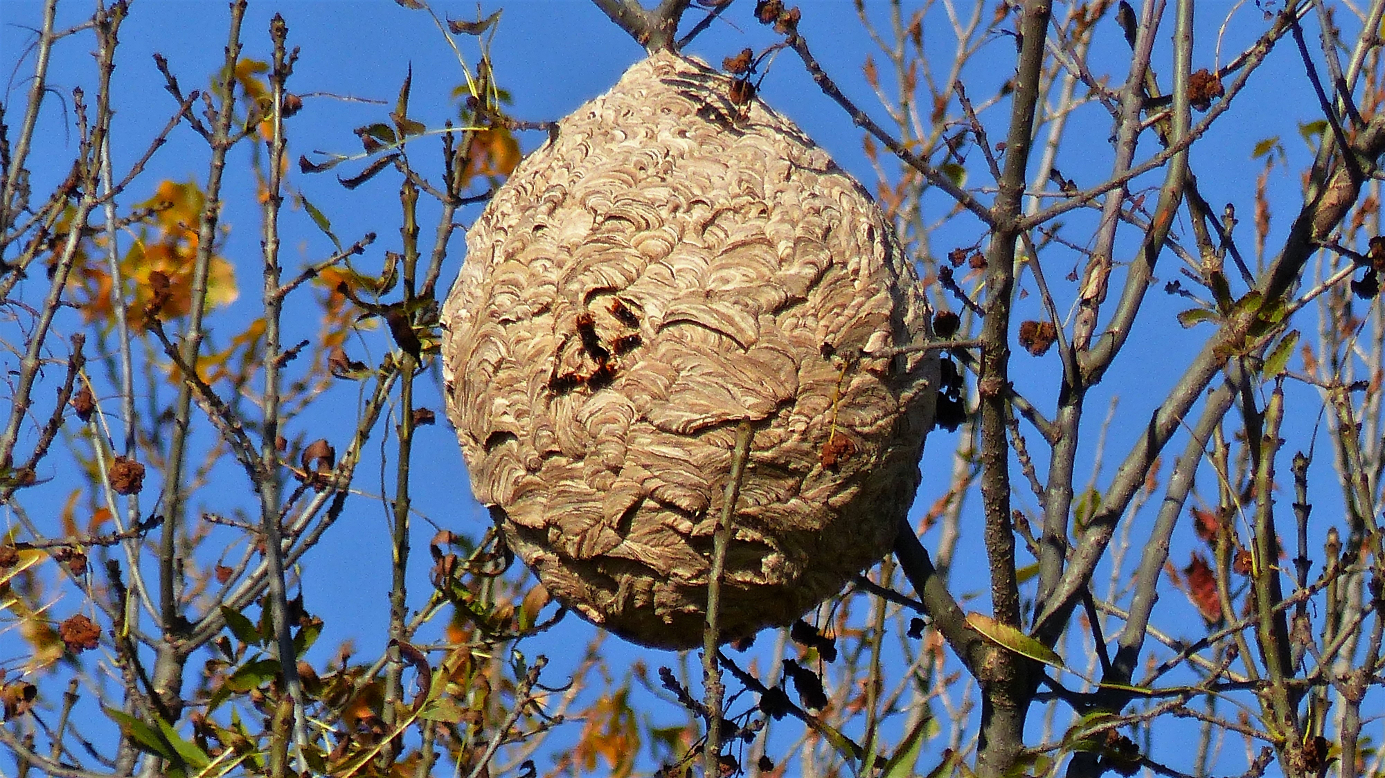 Nid de frelon asiatique